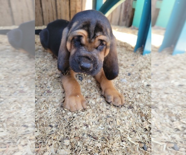 Medium Photo #3 Bloodhound Puppy For Sale in NEW PORT RICHEY, FL, USA