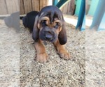 Small Photo #3 Bloodhound Puppy For Sale in NEW PORT RICHEY, FL, USA