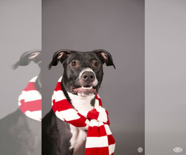 Medium Photo #14 Labrador Retriever-Unknown Mix Puppy For Sale in Princeton, MN, USA