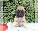 Small Photo #1 Pug Puppy For Sale in GREENCASTLE, PA, USA