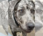 Small Catahoula Leopard Dog