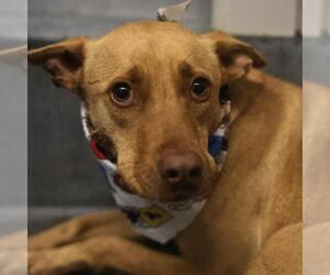 Mutt Dogs for adoption in San Antonio, TX, USA