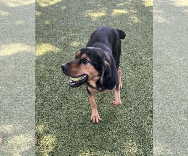 Medium Photo #2 Rottweiler-Unknown Mix Puppy For Sale in Hilton Head, SC, USA