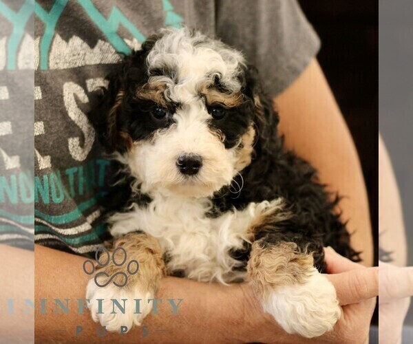Medium Photo #2 Bernedoodle (Miniature) Puppy For Sale in NARVON, PA, USA