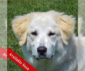 Golden Pyrenees Dogs for adoption in Huntley, IL, USA
