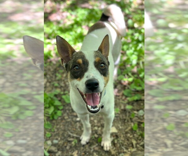 Medium Photo #5 Rat Terrier-Shiba Inu Mix Puppy For Sale in Wakefield, RI, USA