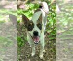 Small #4 Rat Terrier-Shiba Inu Mix