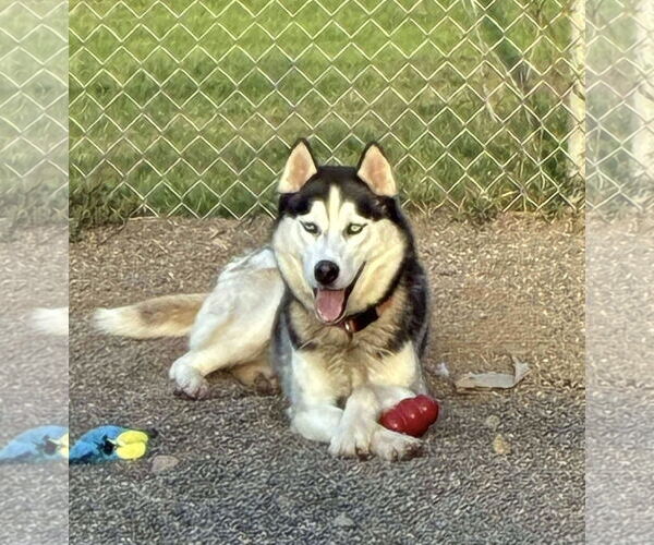 Medium Photo #4 Huskies -Unknown Mix Puppy For Sale in Webster, WI, USA