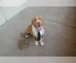 Small American Pit Bull Terrier Mix