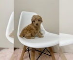 Small Photo #9 Australian Labradoodle Puppy For Sale in MACON, IL, USA
