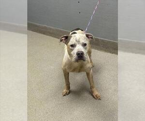 American Pit Bull Terrier-Unknown Mix Dogs for adoption in Las Vegas, NV, USA