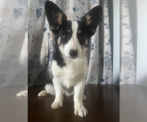 Medium Photo #63 Aussie-Corgi Puppy For Sale in DURHAM, CT, USA
