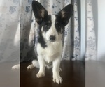 Small #62 Aussie-Corgi