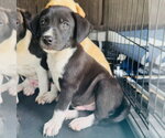 Small #1 Labrador Retriever Mix