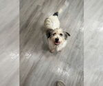 Small #1 Mutt