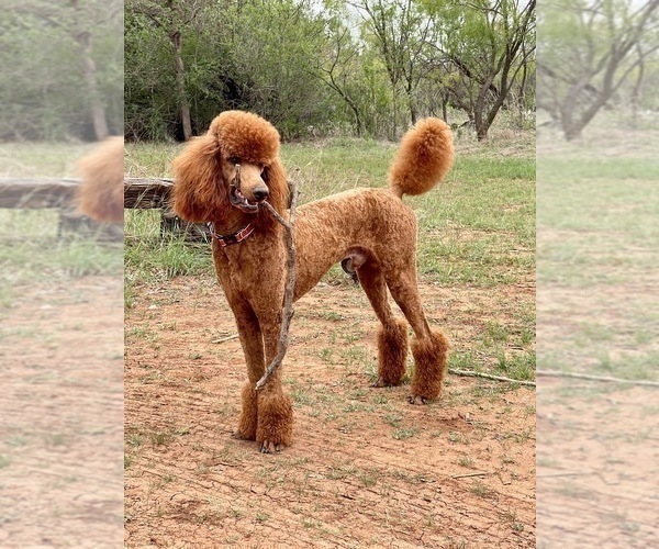 Medium Photo #1 Poodle (Standard) Puppy For Sale in ABILENE, TX, USA
