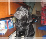Small Photo #8 Labrador Retriever Puppy For Sale in ORANGE, MA, USA