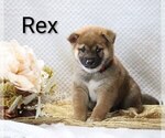 Puppy Rex Shiba Inu