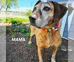 Small #1 Plott Hound Mix