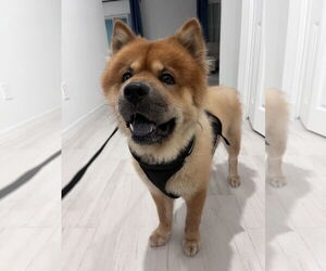 Chow Chow Dogs for adoption in Valrico, FL, USA