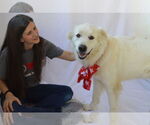 Small #2 Great Pyrenees Mix