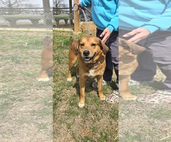 Medium Photo #2 Retriever -Unknown Mix Puppy For Sale in Rustburg, VA, USA