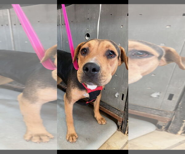 Medium Photo #5 Mutt Puppy For Sale in El Centro, CA, USA