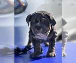 Small Photo #5 English Bulldog Puppy For Sale in ORLANDO, FL, USA