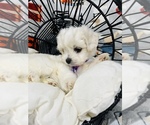 Small Photo #5 Maltipoo Puppy For Sale in VALLEY CENTER, CA, USA