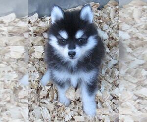 Pomsky Puppy for sale in SEBRING, FL, USA