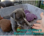 Small #5 American Pit Bull Terrier