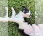 Puppy Showtime Border Collie