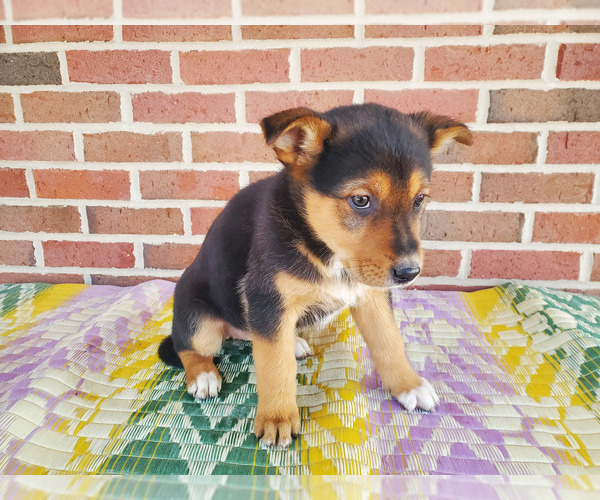 Medium Photo #1 English Shepherd-German Shepherd Dog Mix Puppy For Sale in ETNA GREEN, IN, USA