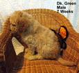 Small Photo #3 Goldendoodle (Miniature) Puppy For Sale in SHELBY TOWNSHIP, MI, USA