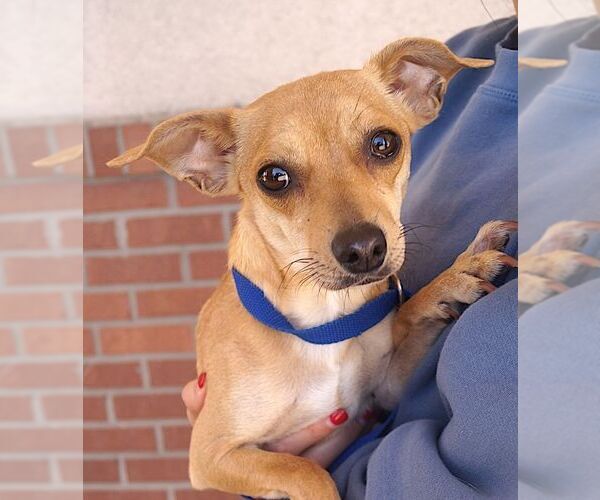 Medium Photo #2 Chihuahua Puppy For Sale in Carrollton, TX, USA