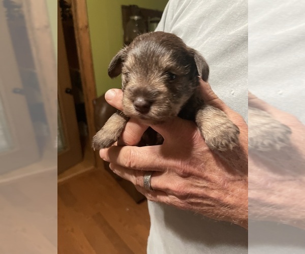 Medium Photo #5 Schnauzer (Miniature) Puppy For Sale in WESTMINSTER, SC, USA