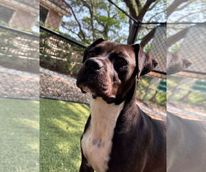 Mutt Dogs for adoption in Hilton Head, SC, USA