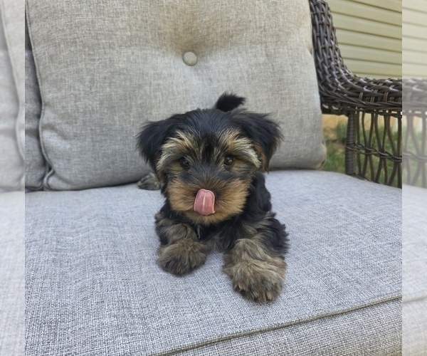 Medium Photo #28 Yorkshire Terrier Puppy For Sale in RHOADESVILLE, VA, USA