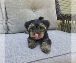 Small #27 Yorkshire Terrier