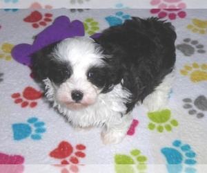 Medium Maltipoo