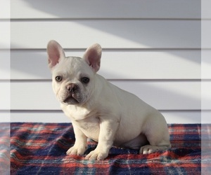 French Bulldog Puppy for sale in FREDERICKSBURG, OH, USA