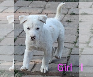 Akita-Siberian Husky Mix Puppy for sale in MISHAWAKA, IN, USA