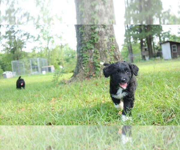 Medium Photo #7 Aussiedoodle Puppy For Sale in CONWAY, SC, USA