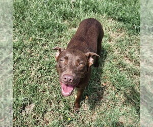 Chocolate Labrador retriever-Unknown Mix Dogs for adoption in Rockaway, NJ, USA