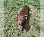 Small Chocolate Labrador retriever Mix