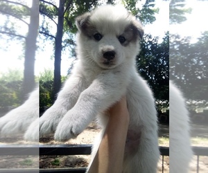 Siberian Husky Puppy for sale in FLORENCE, SC, USA