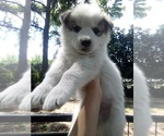 Image preview for Ad Listing. Nickname: SIBERIAN