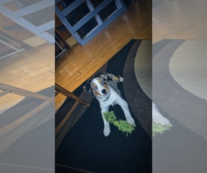 Australian Shepherd Puppy for sale in FINDLAY, OH, USA