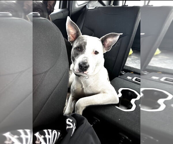 Medium Photo #3 Staffordshire Bull Terrier-Unknown Mix Puppy For Sale in Claremore, OK, USA