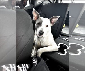 Nova - CL - Female Staffordshire Bull Terrier-Unknown Mix Dog for Adoption - Photo #3